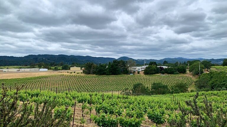Healdsburg - Mazzocco Vineyard