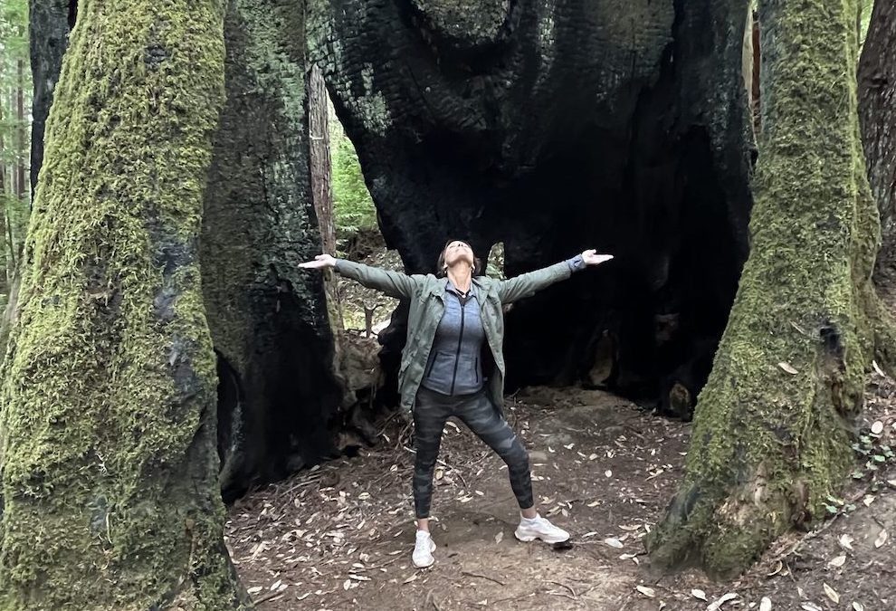 large tree trunk in Mendocino California