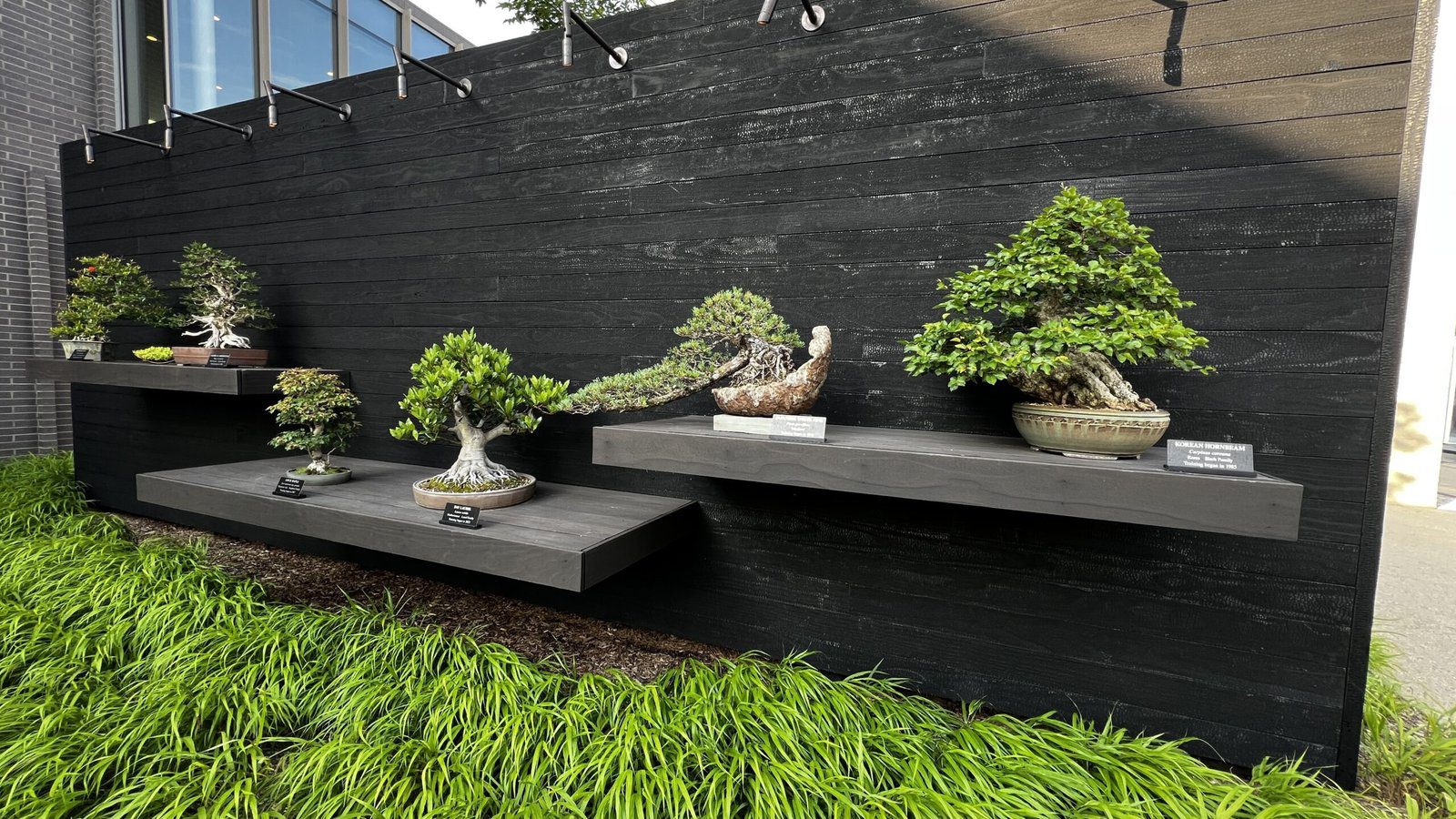 Outdoor bonsai display at Longwood Gardens with miniature trees arranged on modern black wooden shelves